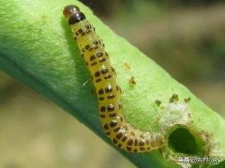 豆角钻心虫防治方法,高氯啶虫脒能杀死豆角钻心虫吗