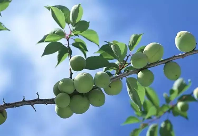 青梅时节诗词,青梅时节的诗词