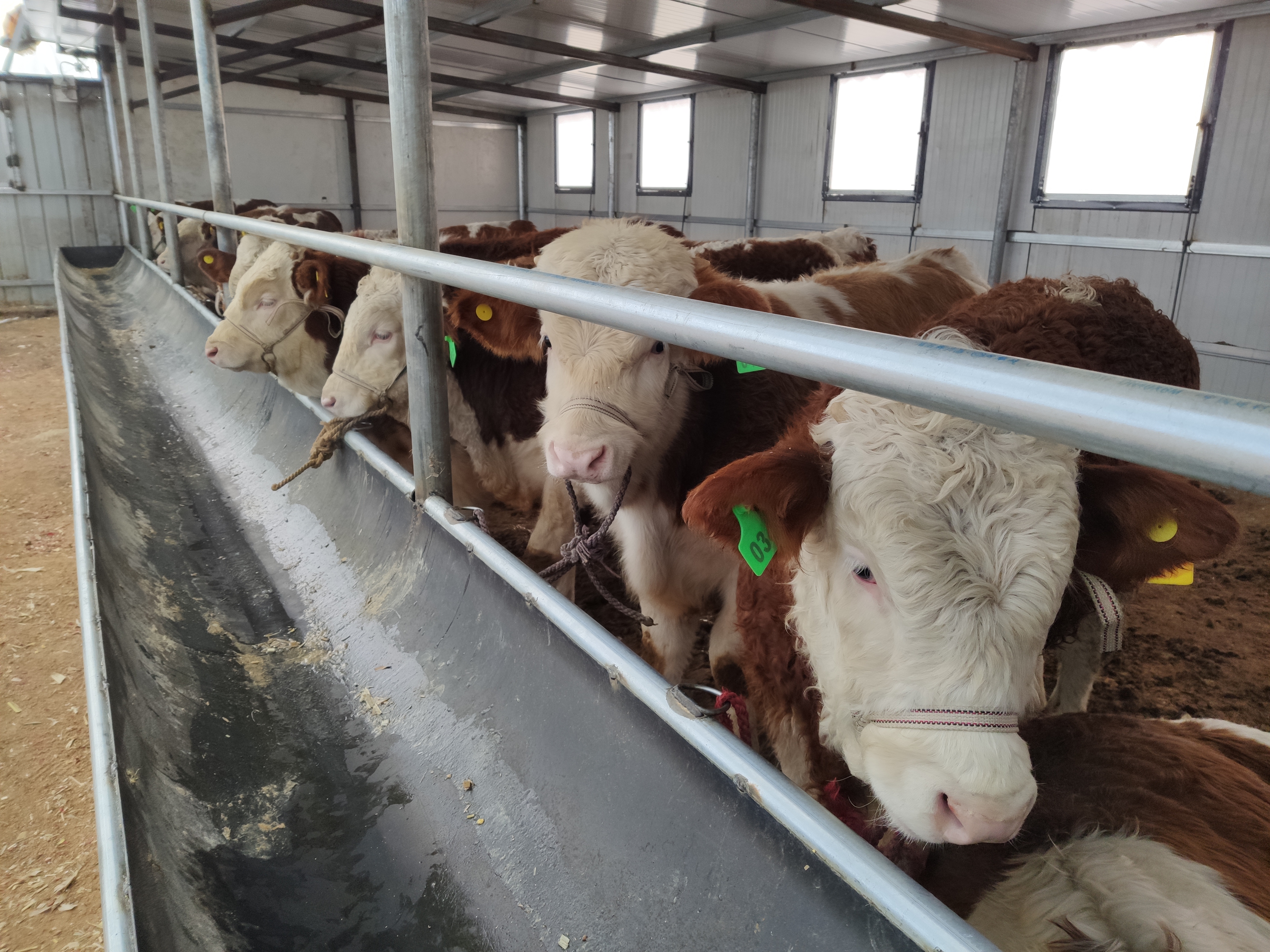 养牛人必须备的药,养牛人需要打哪些疫苗呢