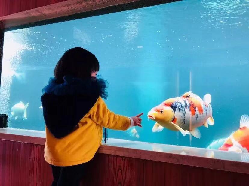 渔友张哥小视频,新鱼缸养锦鲤鱼正确的方法和技巧