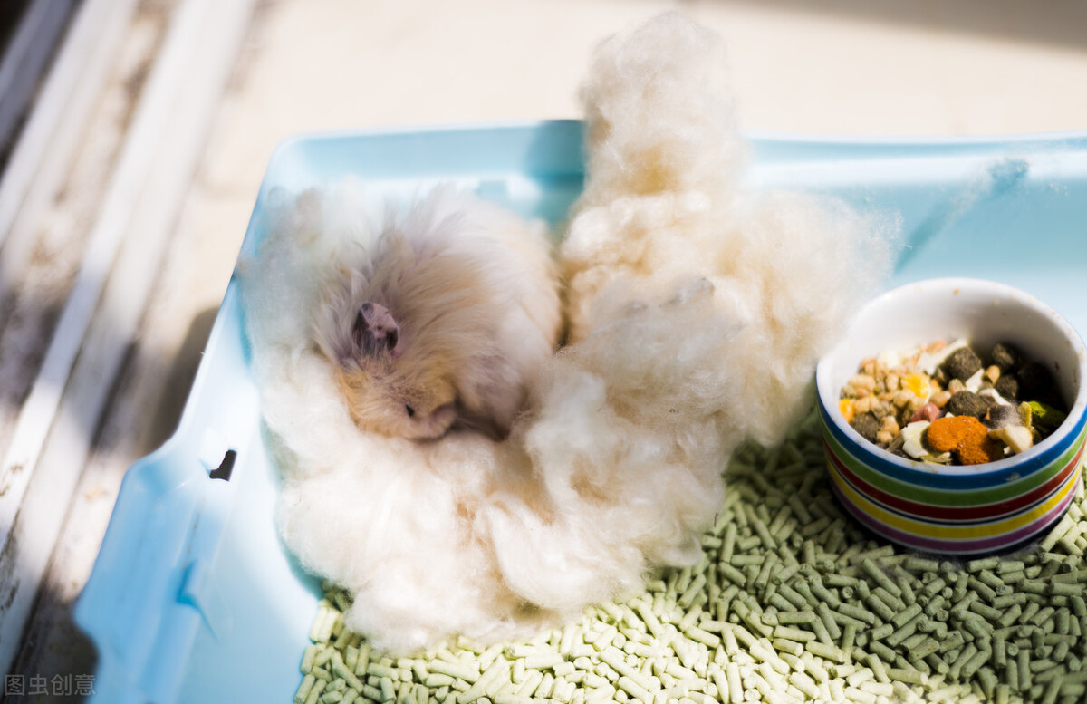 仓鼠为什么拉稀然后就死了,仓鼠为什么拉稀便