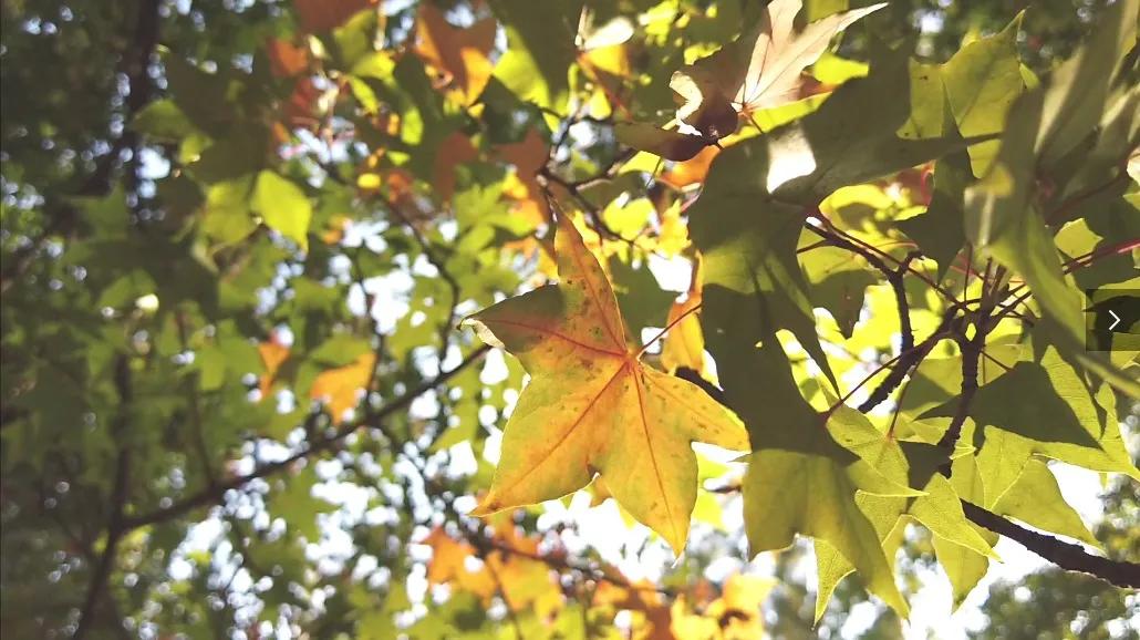 大疆pocket2现在还值得入手吗,gopro9和大疆pocket2哪个更好