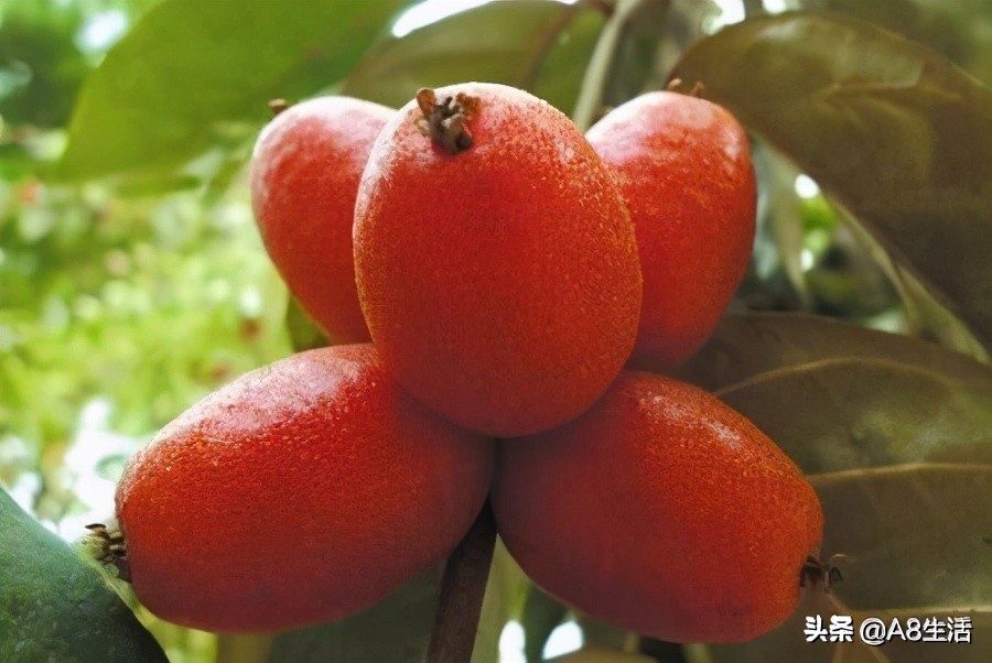 种羊奶果的前景,羊奶果种植基地在哪