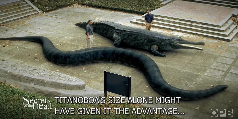 巨蛇恐怖视频真实,巨蛇的恐怖秘密