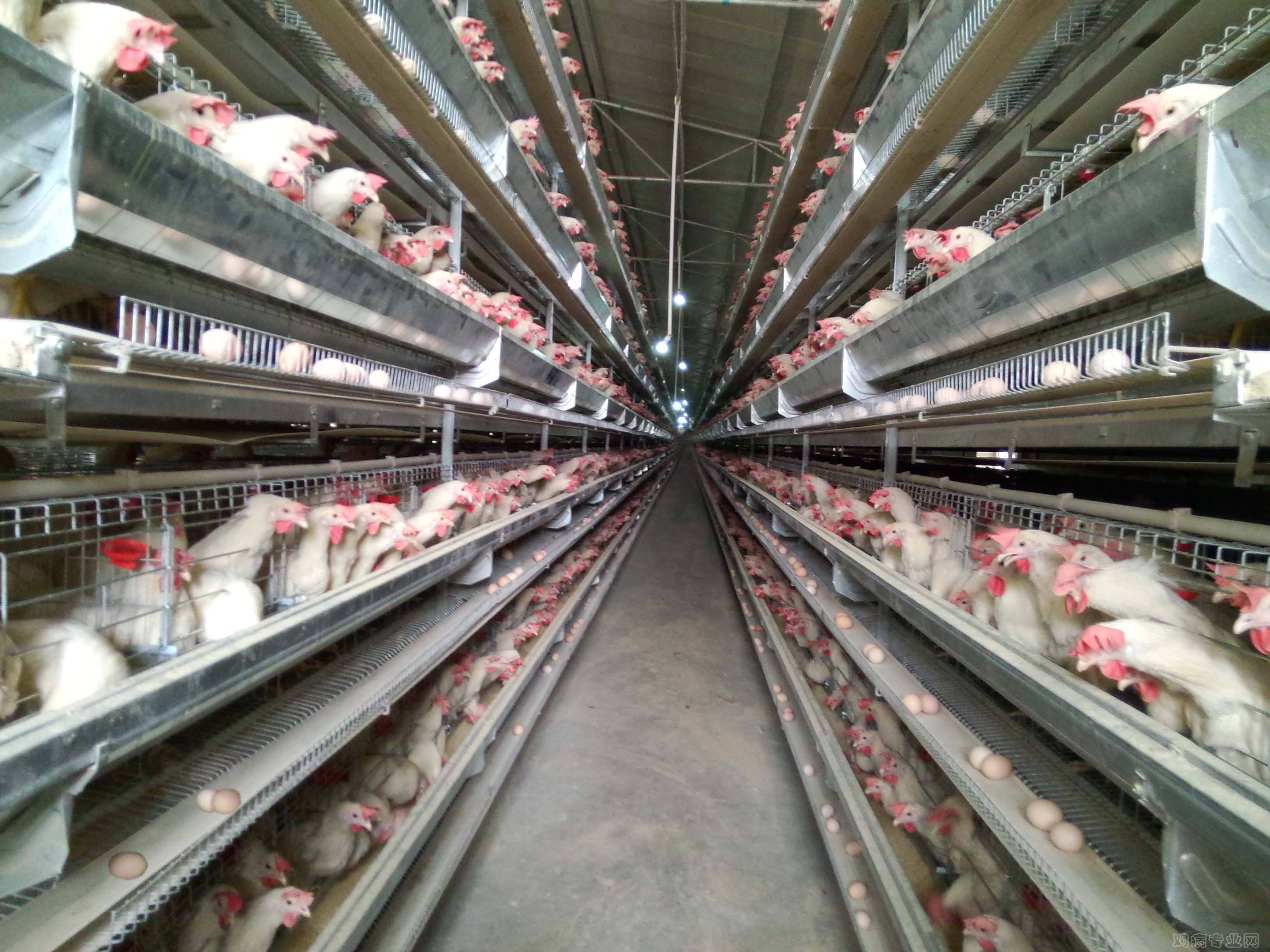 畜禽养殖抗菌药减量化指导,畜禽养殖源头减量控制技术