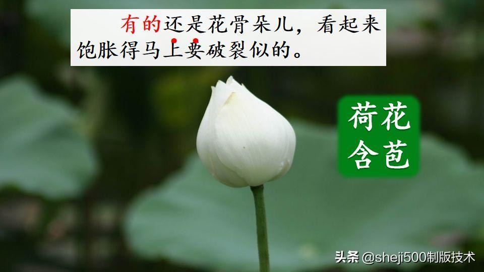 部编版三年级下册语文3荷花讲解,三年级下册部编语文荷花教学视频