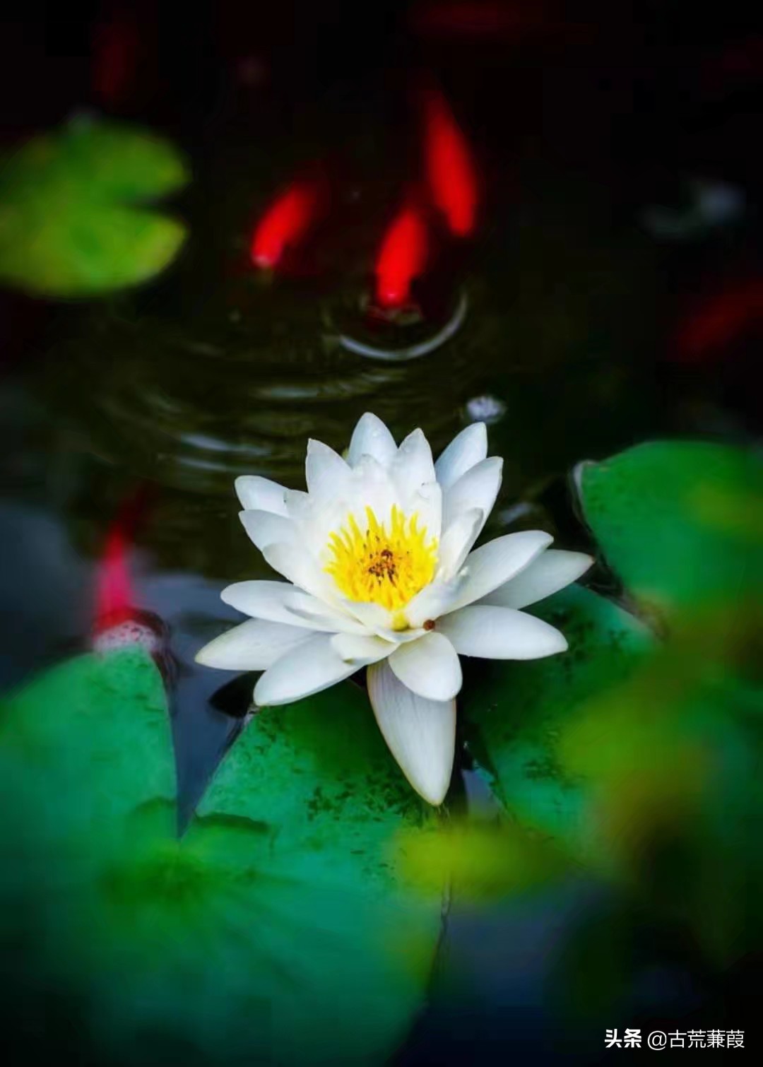 世道轮回因缘际会一切皆有定数,终须有缘到无时莫强求万般皆是命