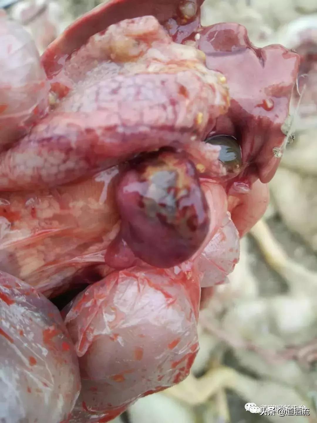 肉鸭脾坏死用什么药效果好,肉鸭12天出现一个脾坏死