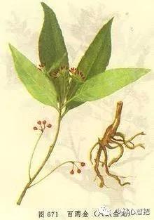 动物中药功效大全,中药药材大全及功效