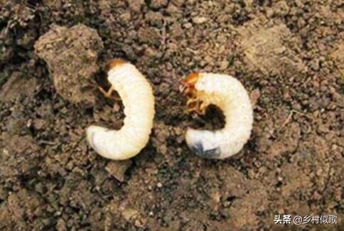 2龄蚕不吃桑叶怎么办,蚕不动不吃桑叶不蜕皮也不结茧