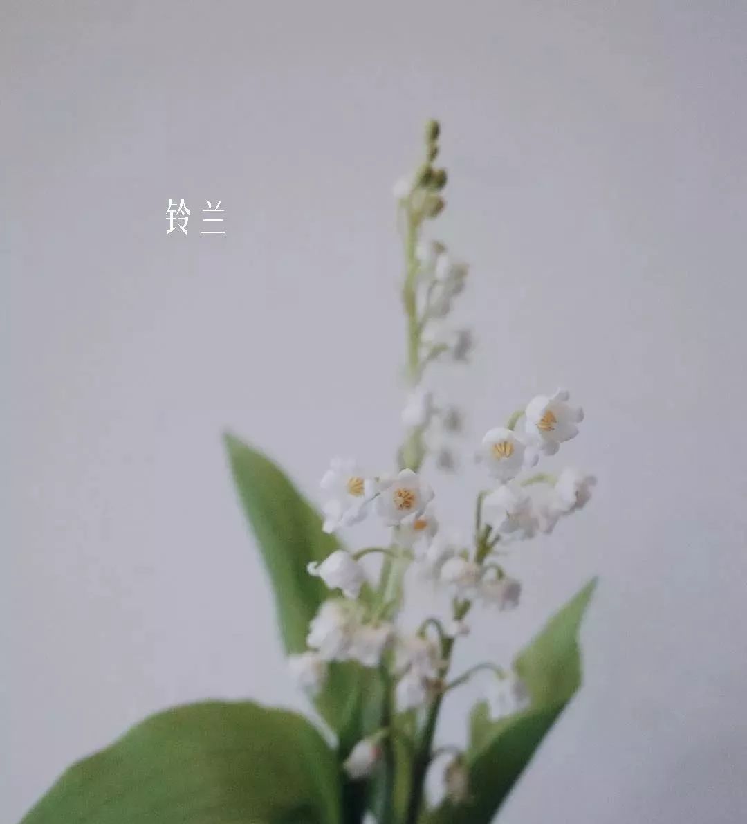 鲜花店常见花材品种大全,花店里同款的两种不同价格的花材