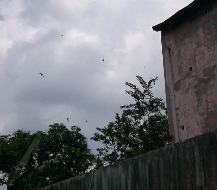 即使未曾吃过燕窝，这几个燕窝“之最”难道也不想知道？