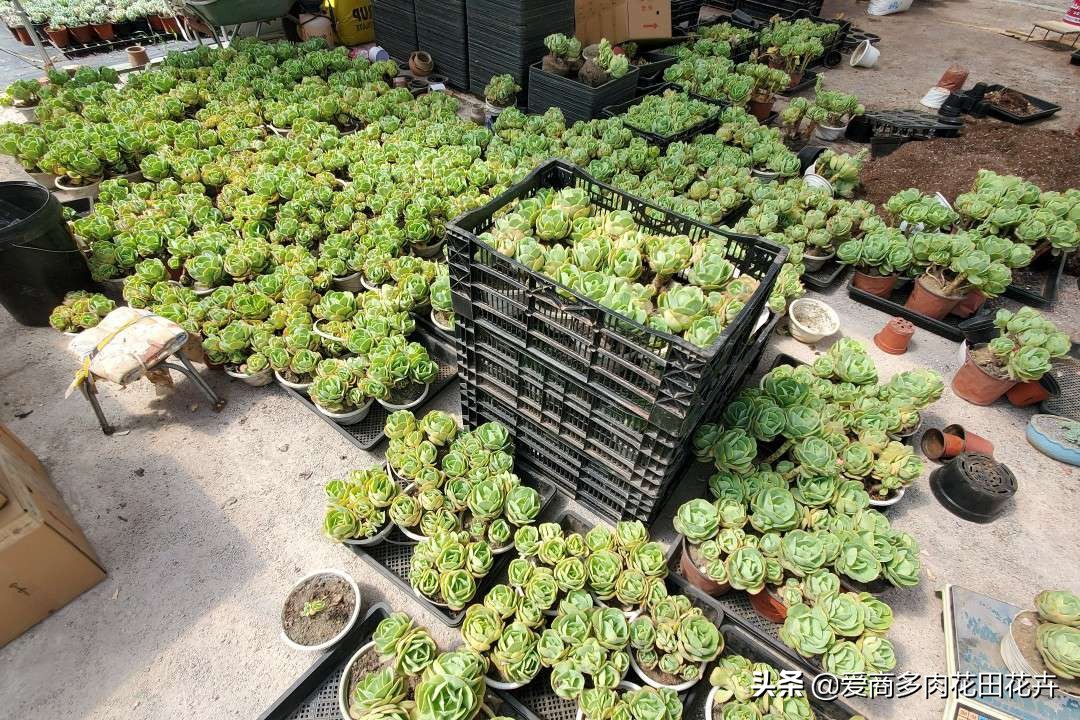投资多肉植物有前景吗,投资花卉大棚能赚钱吗