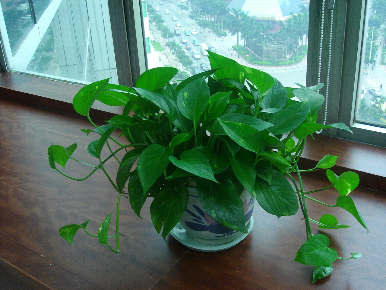 最耐阴不需要阳光的植物室外,喜阴怕阳光非常好养的盆栽大全