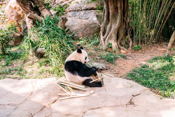 广州长隆旅游攻略自由行详细,广州长隆五一节3天2夜亲子游攻略