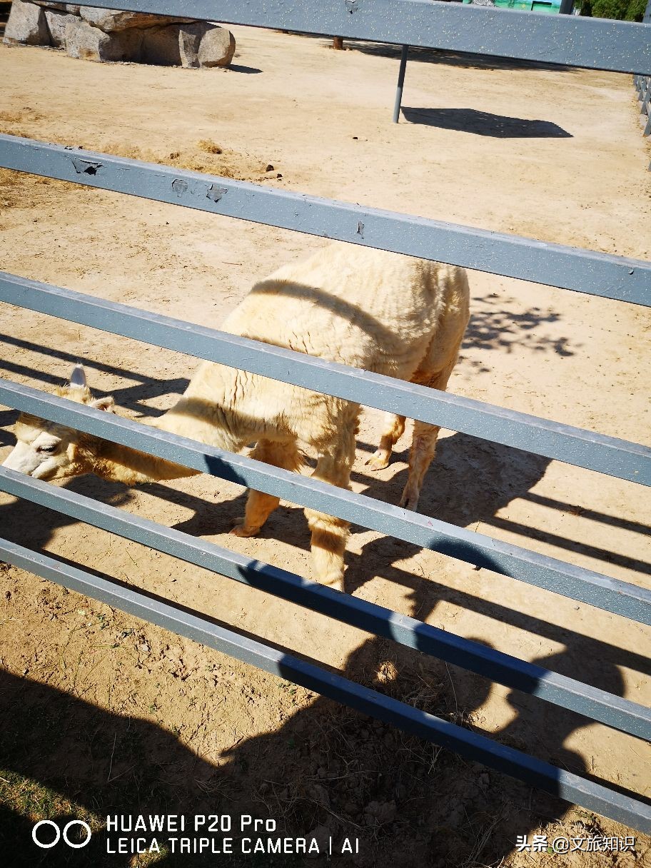 山东德州动植物园旅游区,德州市动植物园视频