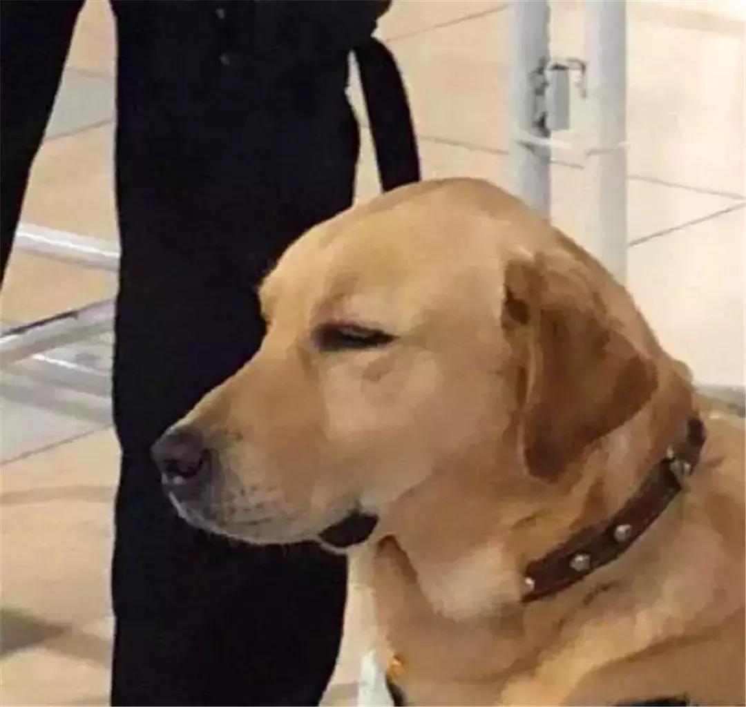 上海小警犬执勤时打盹,警犬累到打盹也站着