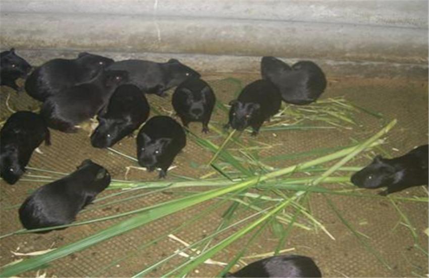 黑豚鼠养殖方法和注意事项,黑豚鼠养殖技术与疾病的关系图