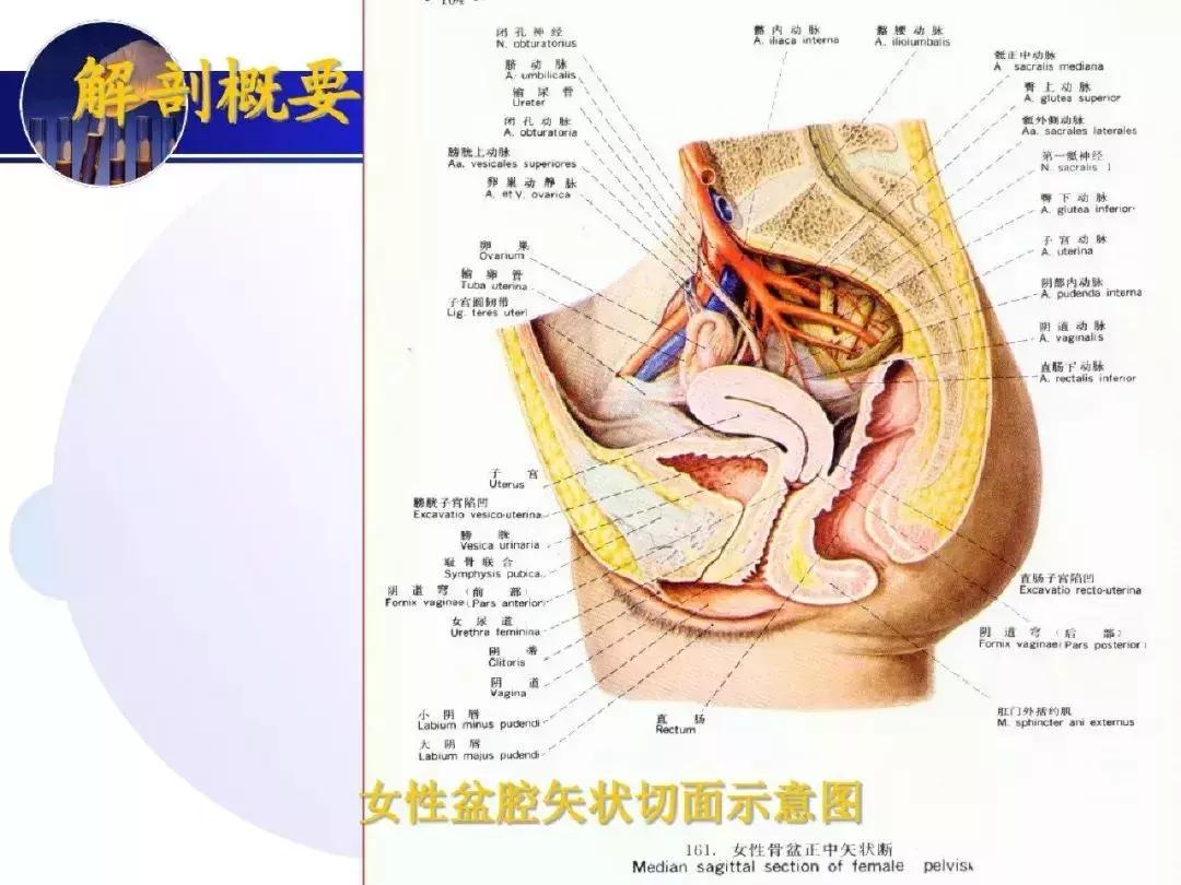 纯干货！子宫及附件解剖和超声诊断