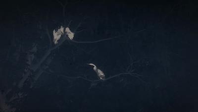 豆瓣netflix电影,bbc地球奇观纪录片