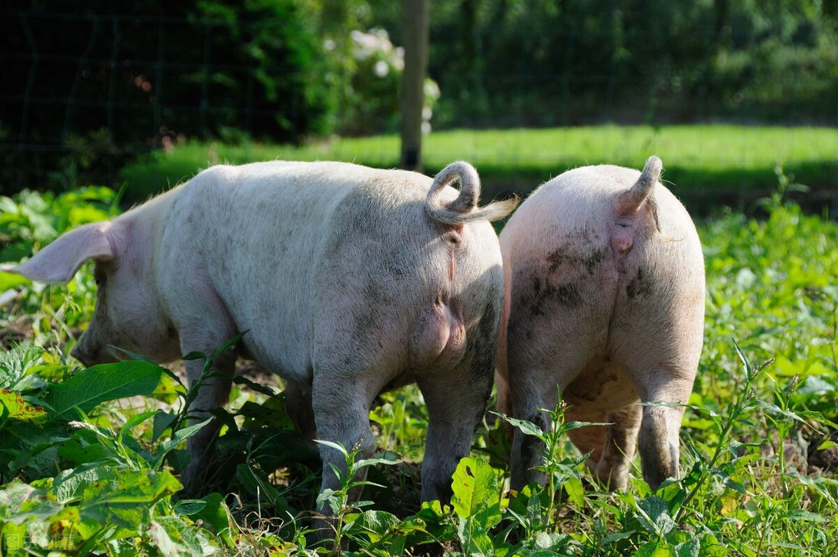 为什么有的母猪不吃奶,为什么有的母猪一直不生仔