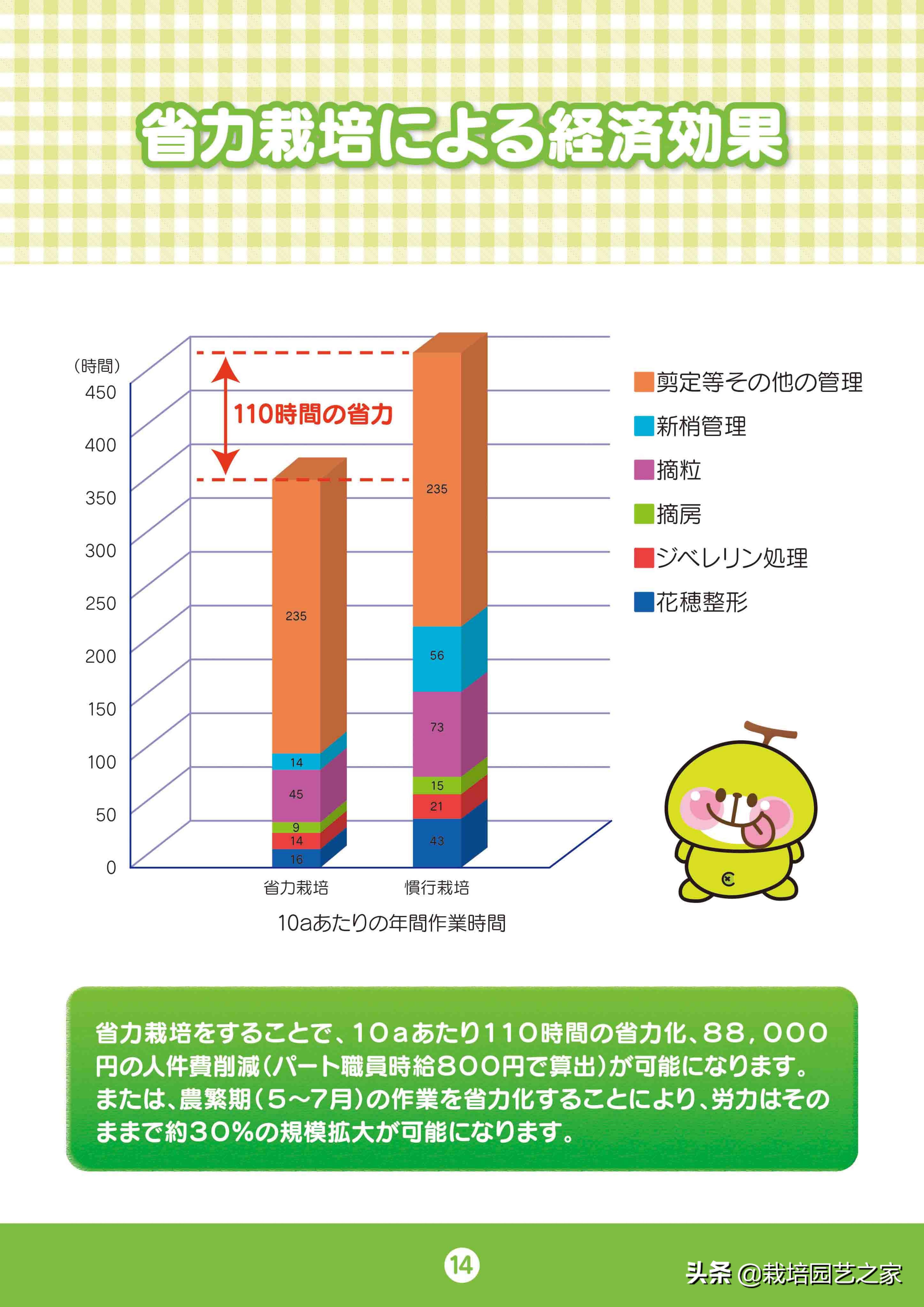 日本阳光玫瑰葡萄全教程,日本阳光玫瑰保果配方