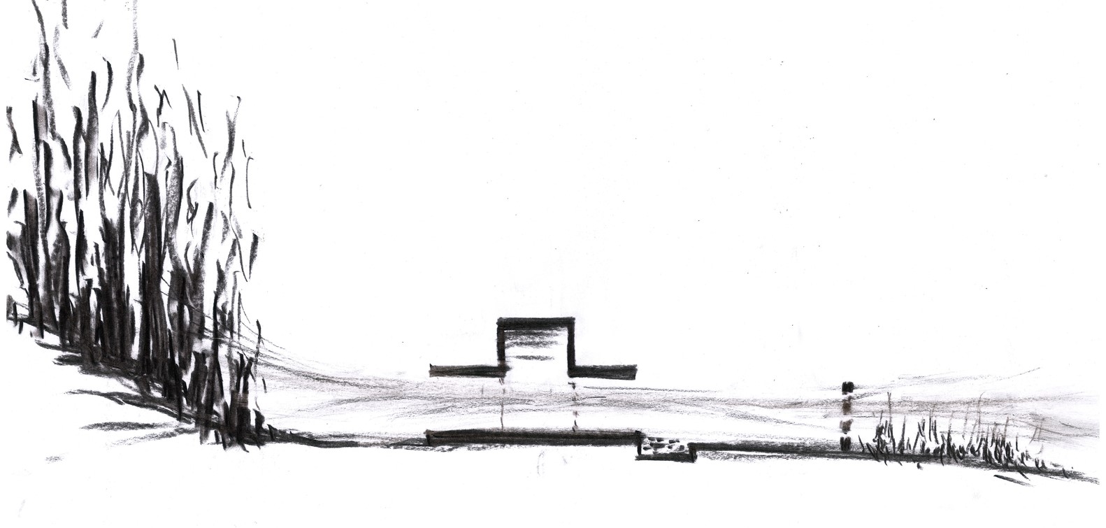 韩国蒲公英,韩国野生蒲公英的种植