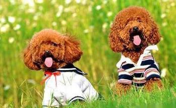 贵宾犬的寿命有多长,贵宾犬的寿命一般多少