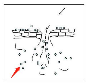 狗得了严重脓皮症怎么治,我家的狗得了皮肤病怎么处理