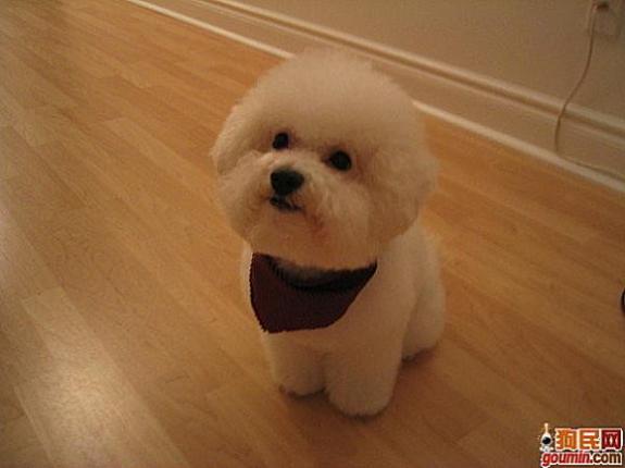 狗狗大全,送给喜欢狗的人）