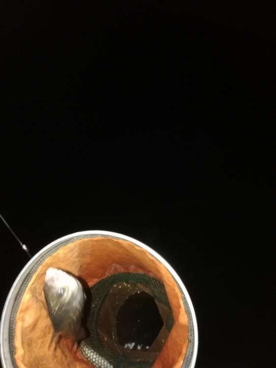 本汀金迦潘强弓视频,本汀金迦潘强弓评测