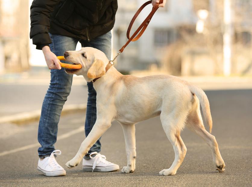 新手养狗选什么狗又便宜,养狗新手推荐什么狗省钱的