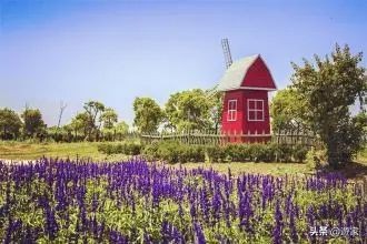 又到了薰衣草盛开的季节,上海市薰衣草花海