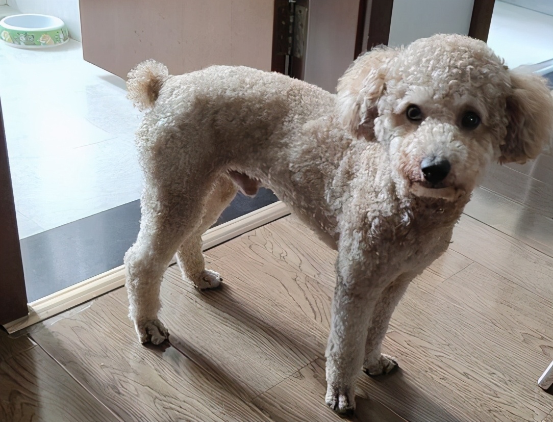 月薪3000养什么狗,养什么狗最好养又听话还便宜