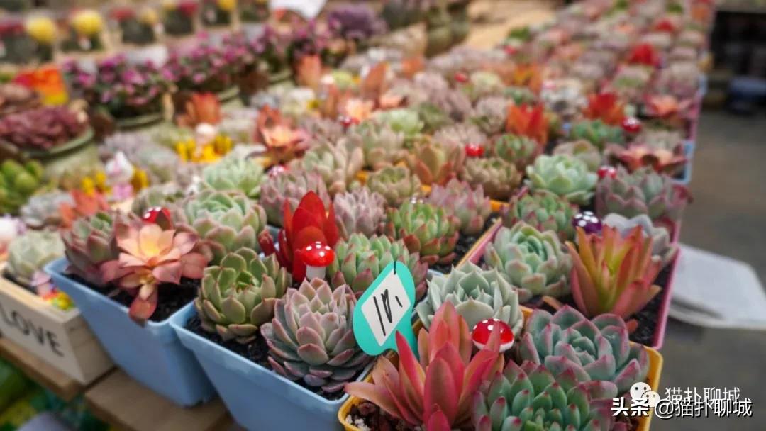 聊城最便宜的花卉批发,聊城附近的花卉市场