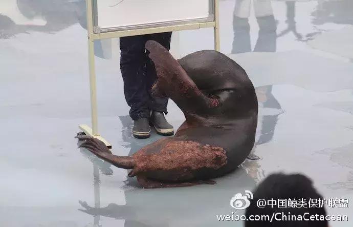 难得一见海洋动物表演,看不完的海洋动物和表演