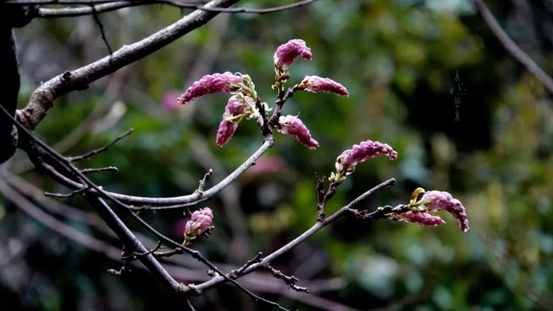 四明山龙观山,四明山国家森林公园樱花