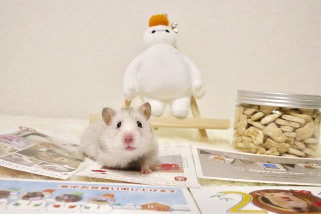 仓鼠吃什么来保证营养,小仓鼠可以吃什么简单营养