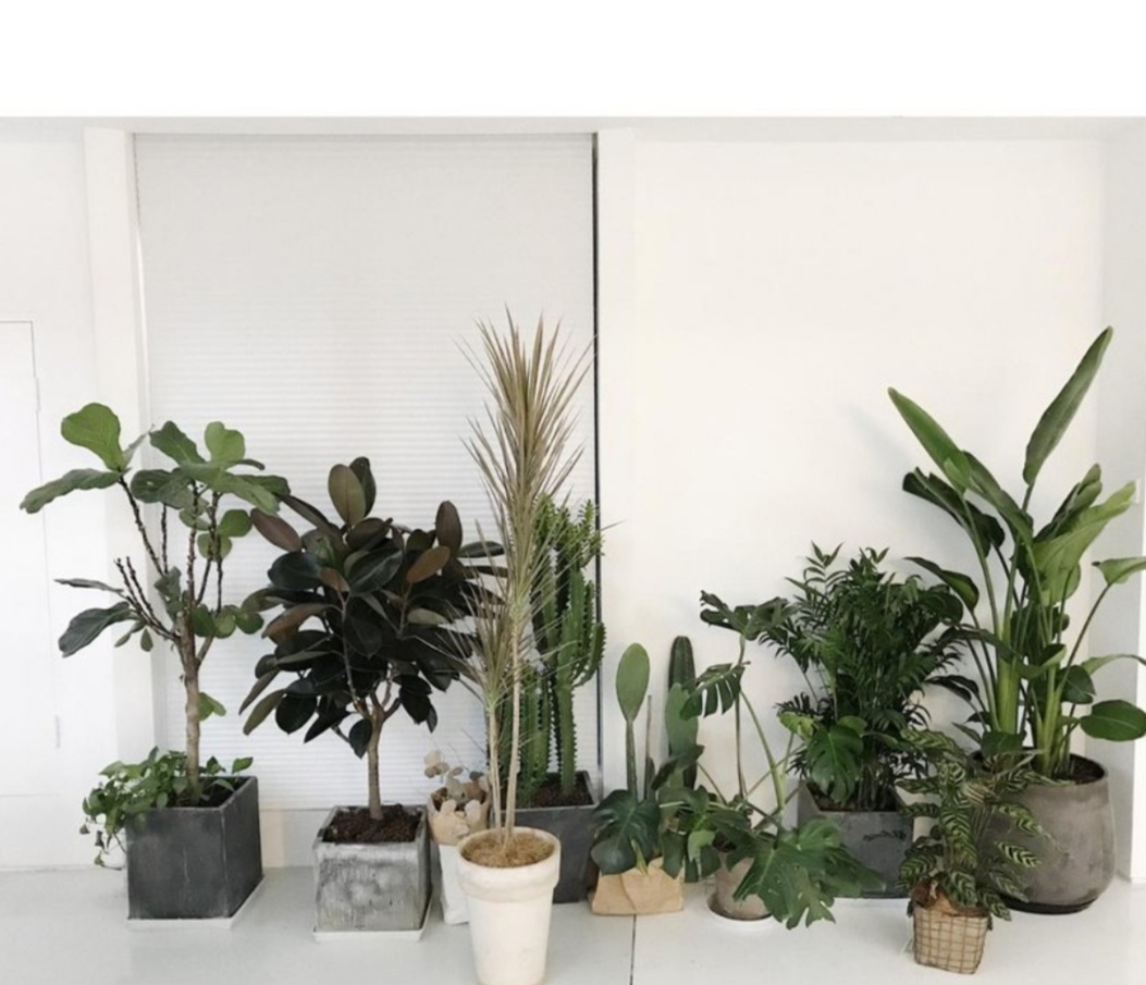 最适合放在室内净化空气的植物,哪些植物可以美化环境