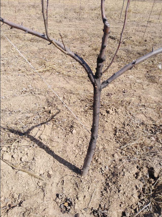 果树产生药害怎么补救,果树喷噻苯隆产生药害怎样补救