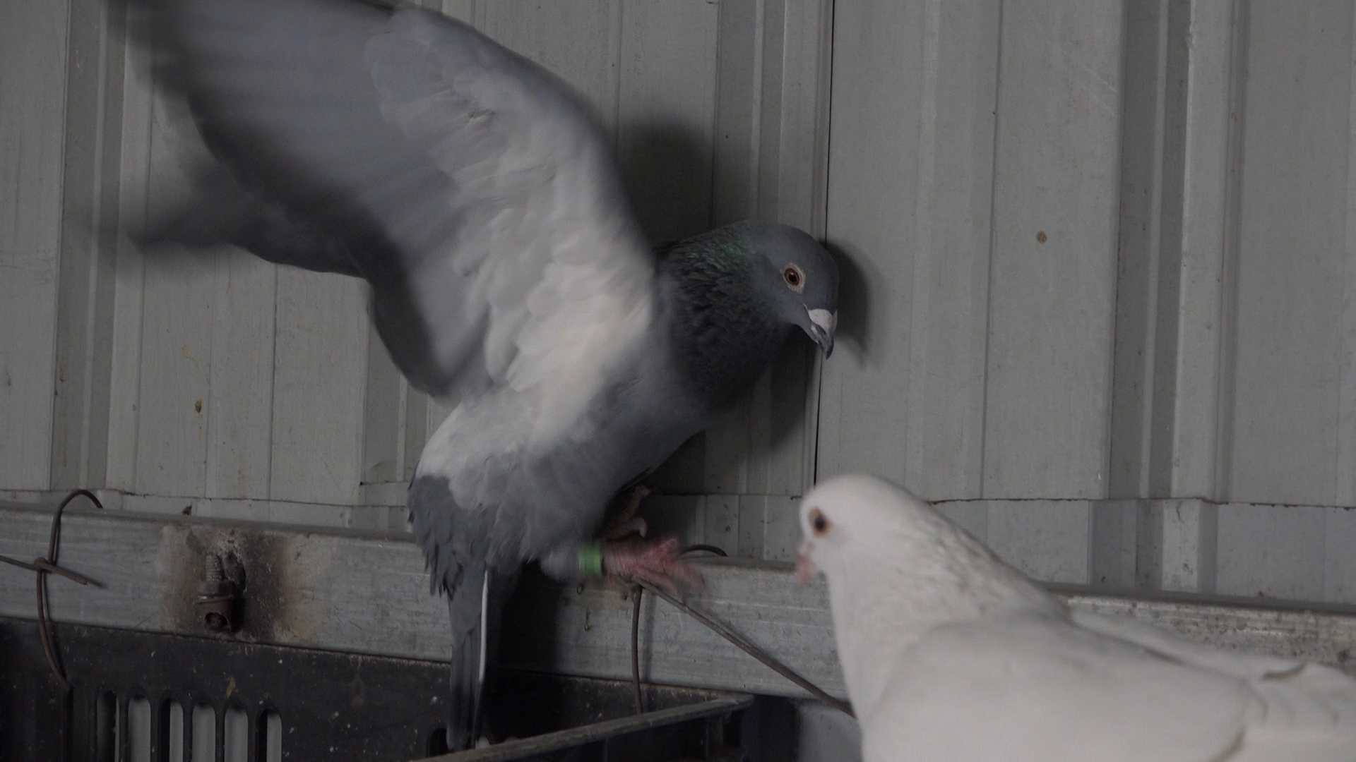 乳鸽怎么喂长得胖,乳鸽拔羽毛的正确方法