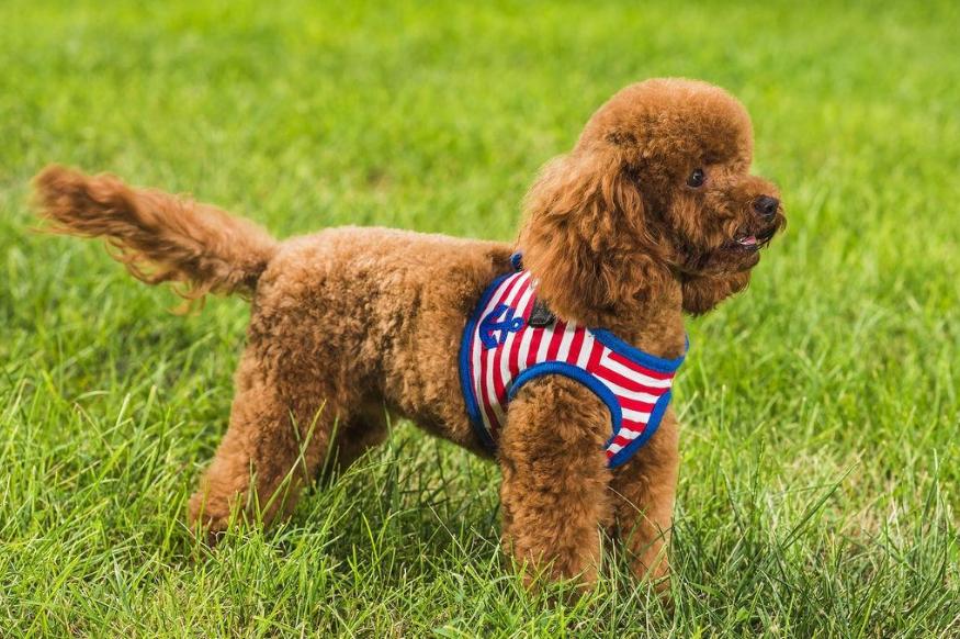 泰迪犬贵不贵好不好养,泰迪越小越值钱吗