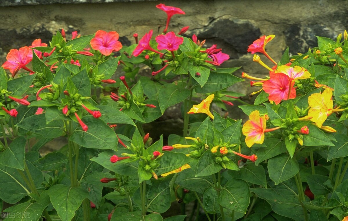 那些令人赞叹的庭院花卉,5种庭院生活方式的花卉