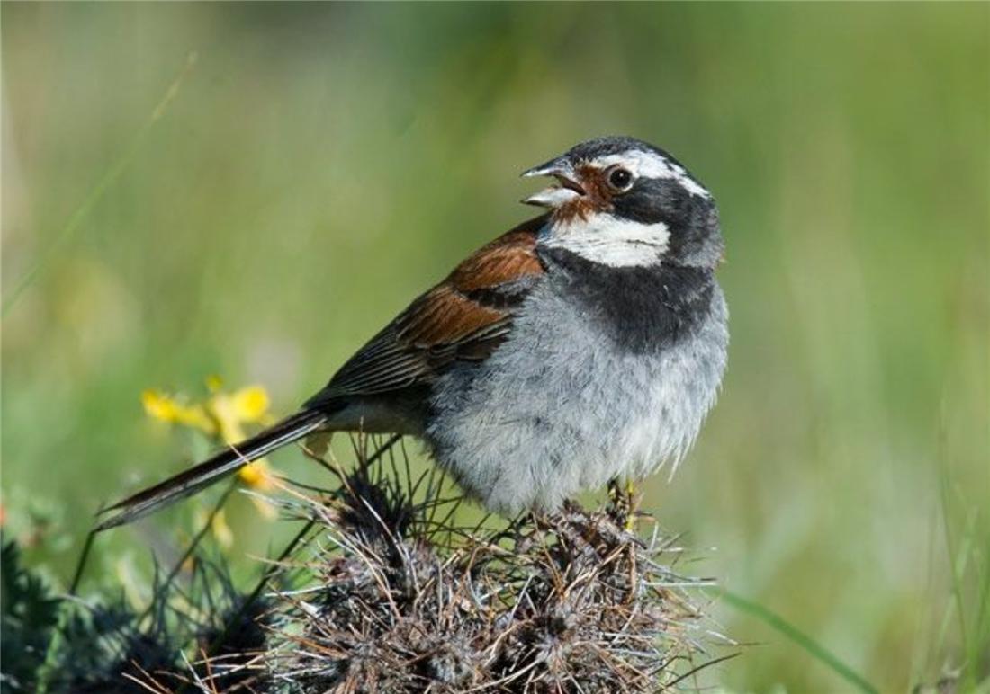 钘忛箑涓轰綍鍦ㄩ噹鐗︾墰鐨勮剼鍗伴噷绛戝发,钘忛箑鏄粈涔堥笩