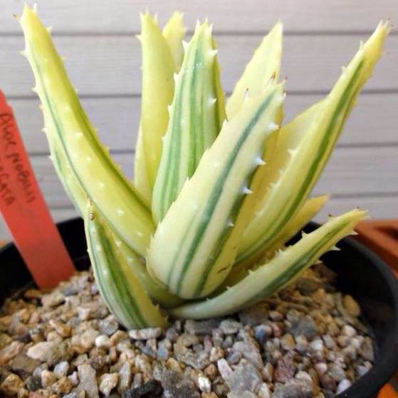 耐活好养的盆栽植物芦荟,芦荟全身都是宝