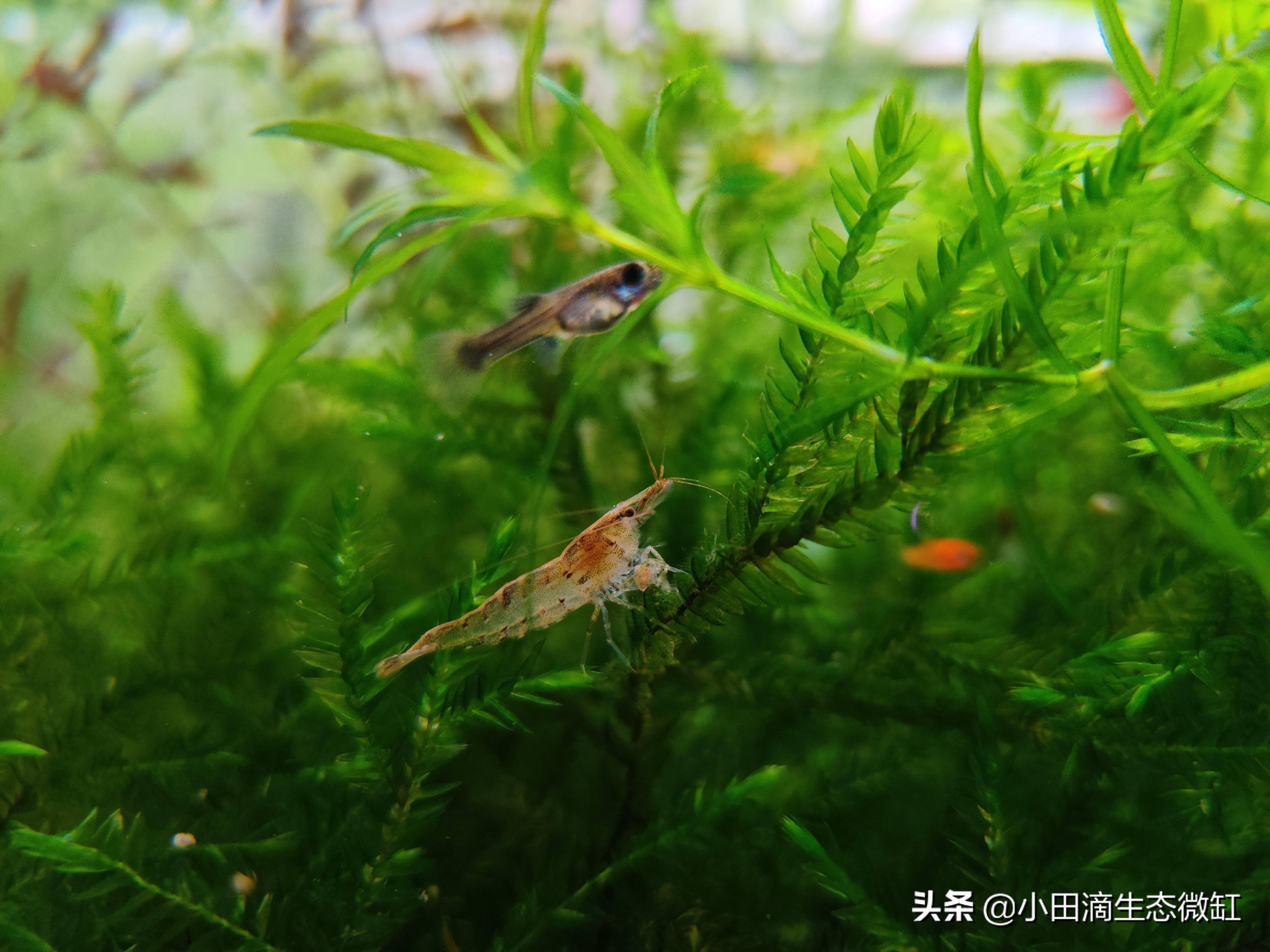 100只黑壳虾多长时间能除干净藻,鱼缸长期不长藻黑壳虾会饿死吗