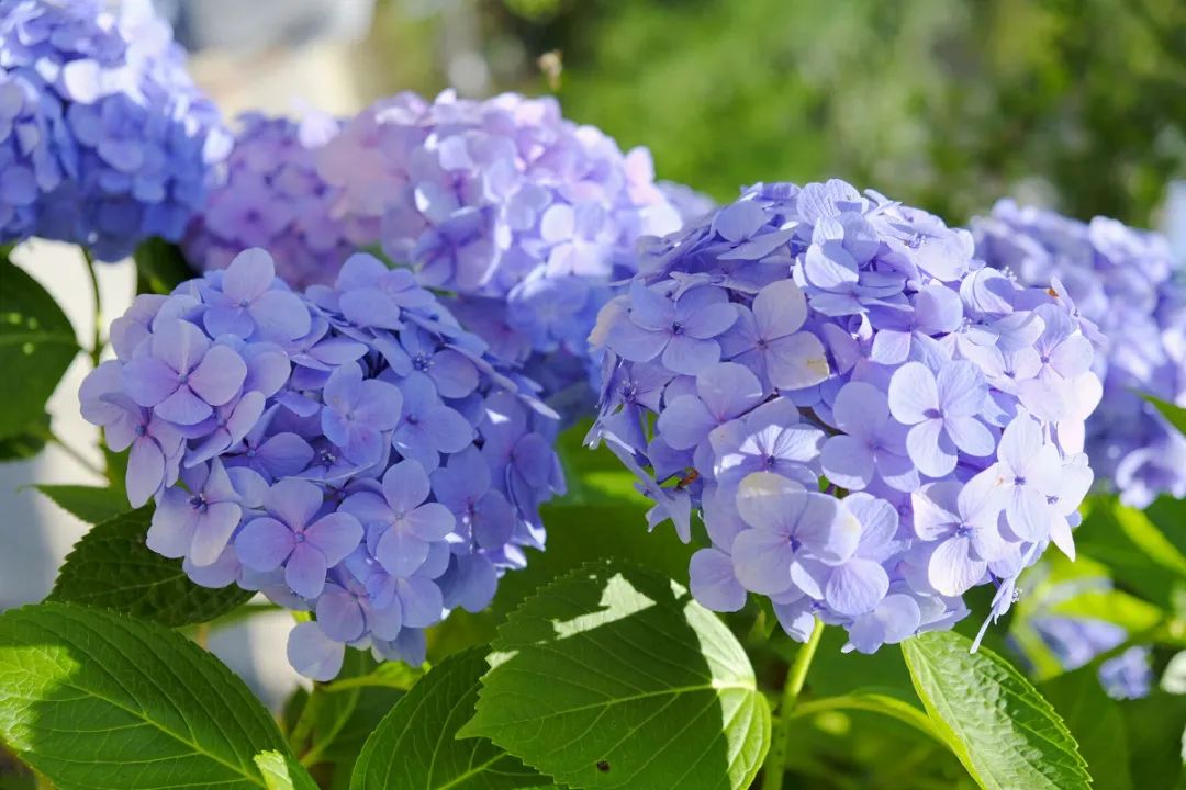 植物叶子晒伤了怎么处理,夏天怎么防止花晒伤