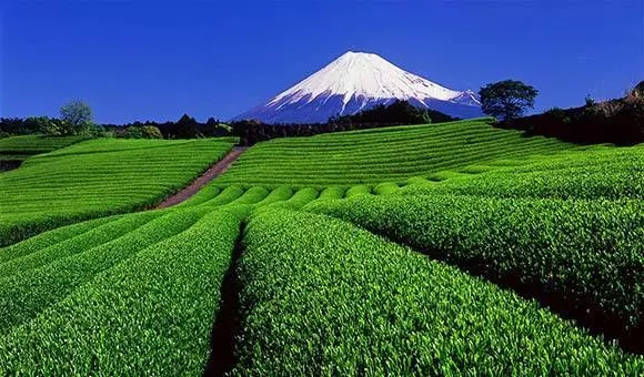 亚洲茶文化介绍,世界茶文化的发源地