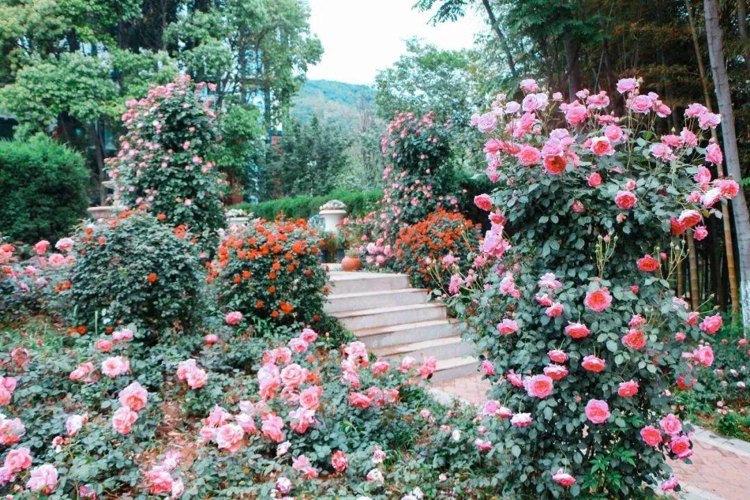 槽糕,是心动的感觉!这个神秘花谷正在悄然绽放!走,去拍照~