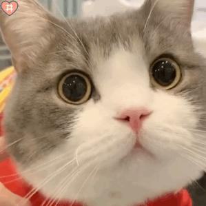 养什么猫可以带来好运,养什么猫会带来好运